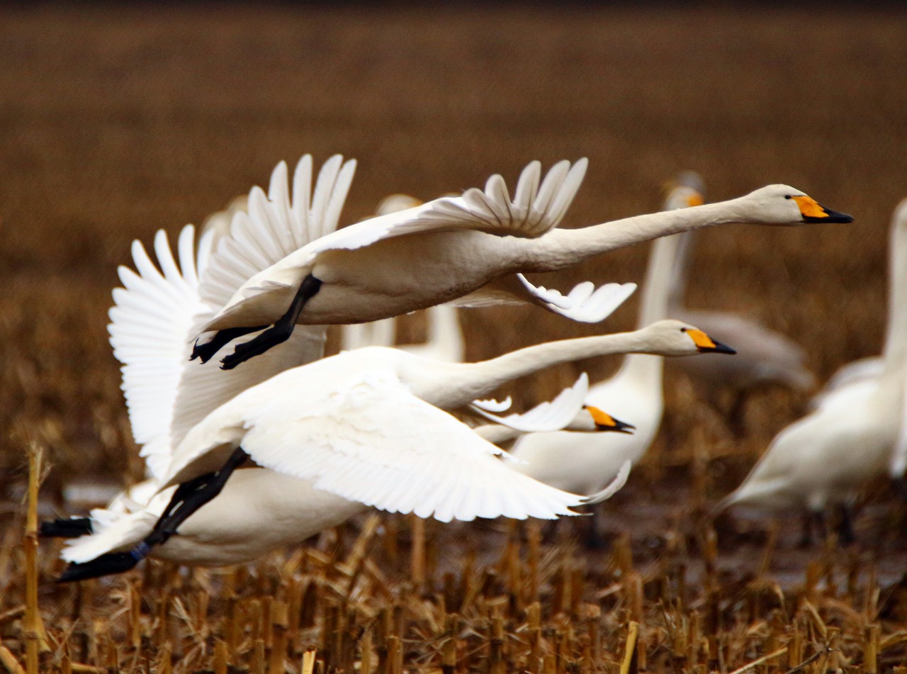 Gulbė, Whooper Gulbis, Paukštis, Migruojanti Paukštis, Gulbės, Paukščiai, Laukas, Ariamasis, Paukščių Pulkai, Swarm