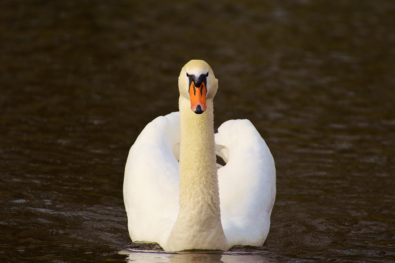 Gulbė, Vandens Paukštis, Gyvūnų Pasaulis, Pasididžiavimas, Paukštis, Vandens Paukščiai, Vanduo, Schwimmvogel, Gamta, Gyvūnas