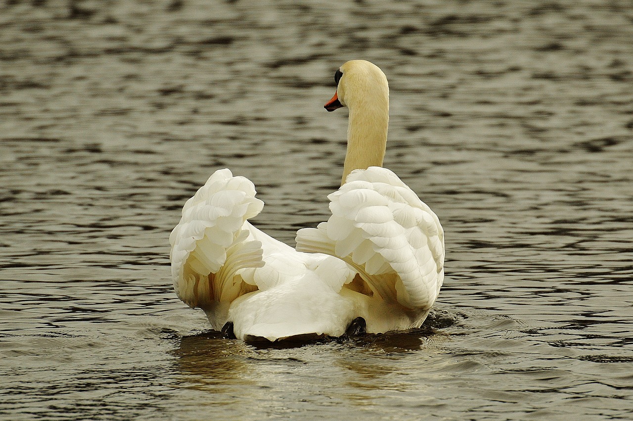 Gulbė, Vandens Paukštis, Gyvūnų Pasaulis, Pasididžiavimas, Paukštis, Vandens Paukščiai, Vanduo, Schwimmvogel, Gamta, Gyvūnas