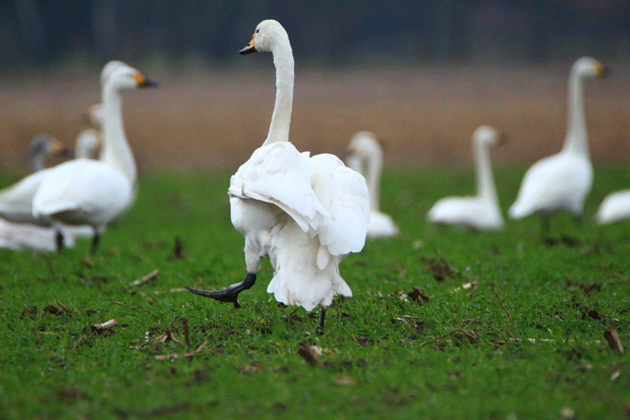 Gulbė, Whooper Gulbis, Paukštis, Gulbės, Paukščių Pulkai, Migruojanti Paukštis, Paukščiai, Vandens Paukštis, Laukas, Nemokamos Nuotraukos