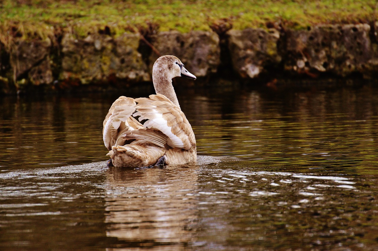 Gulbė, Vandens Paukštis, Gyvūnų Pasaulis, Pasididžiavimas, Paukštis, Vandens Paukščiai, Vanduo, Schwimmvogel, Gamta, Gyvūnas