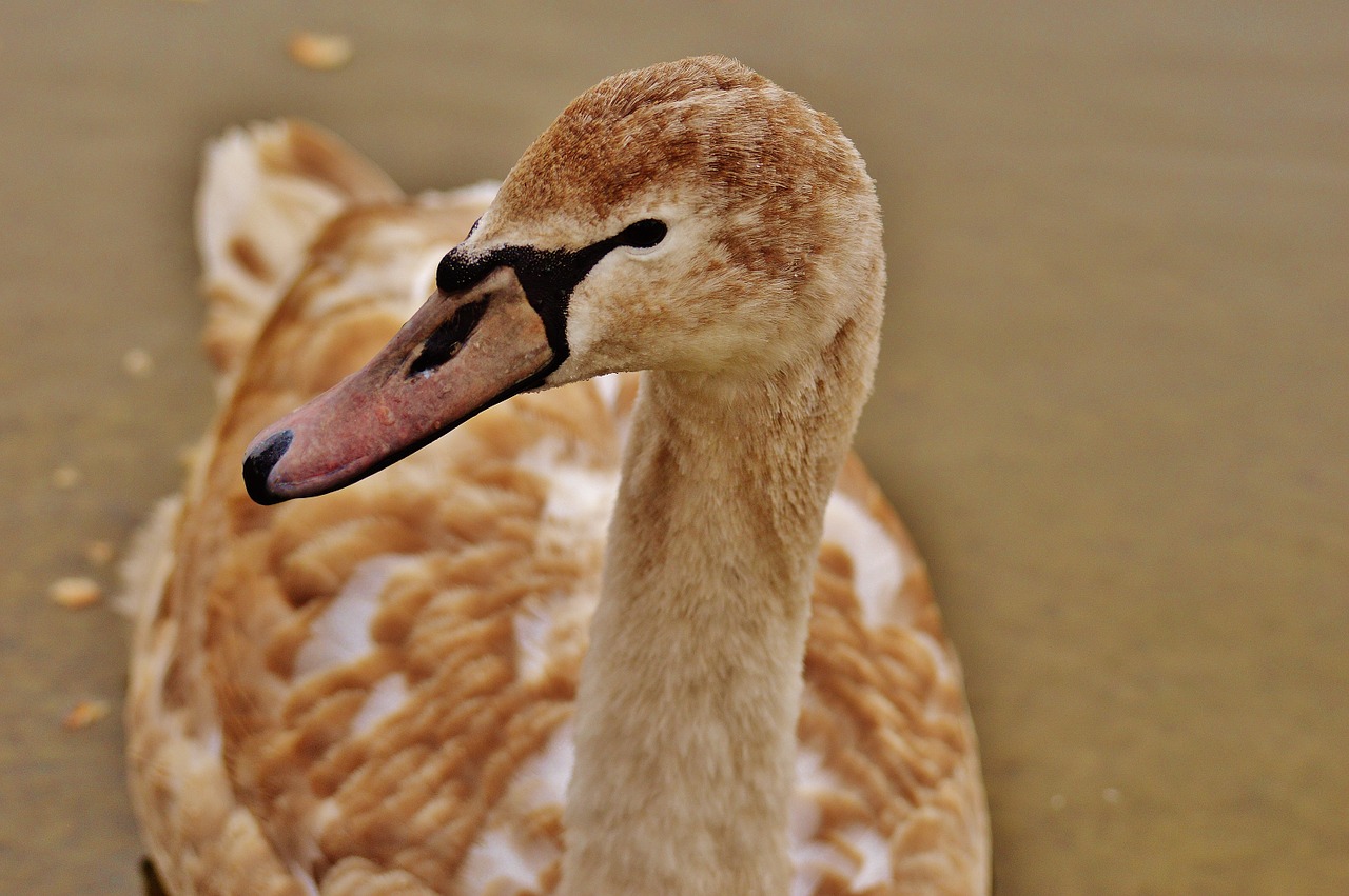 Gulbė, Vandens Paukštis, Gyvūnų Pasaulis, Pasididžiavimas, Paukštis, Vandens Paukščiai, Vanduo, Schwimmvogel, Gamta, Gyvūnas