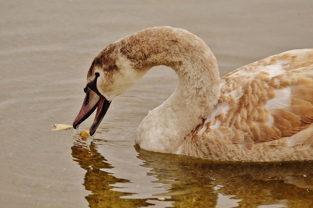 Gulbė, Vandens Paukštis, Valgyti, Duona, Gyvūnų Pasaulis, Pasididžiavimas, Paukštis, Vandens Paukščiai, Vanduo, Schwimmvogel