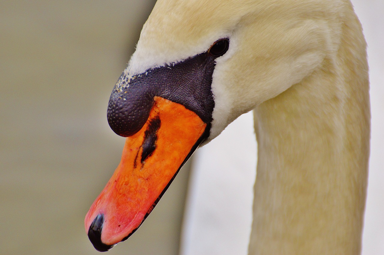 Gulbė, Vandens Paukštis, Gyvūnų Pasaulis, Pasididžiavimas, Paukštis, Vandens Paukščiai, Vanduo, Schwimmvogel, Gamta, Gyvūnas