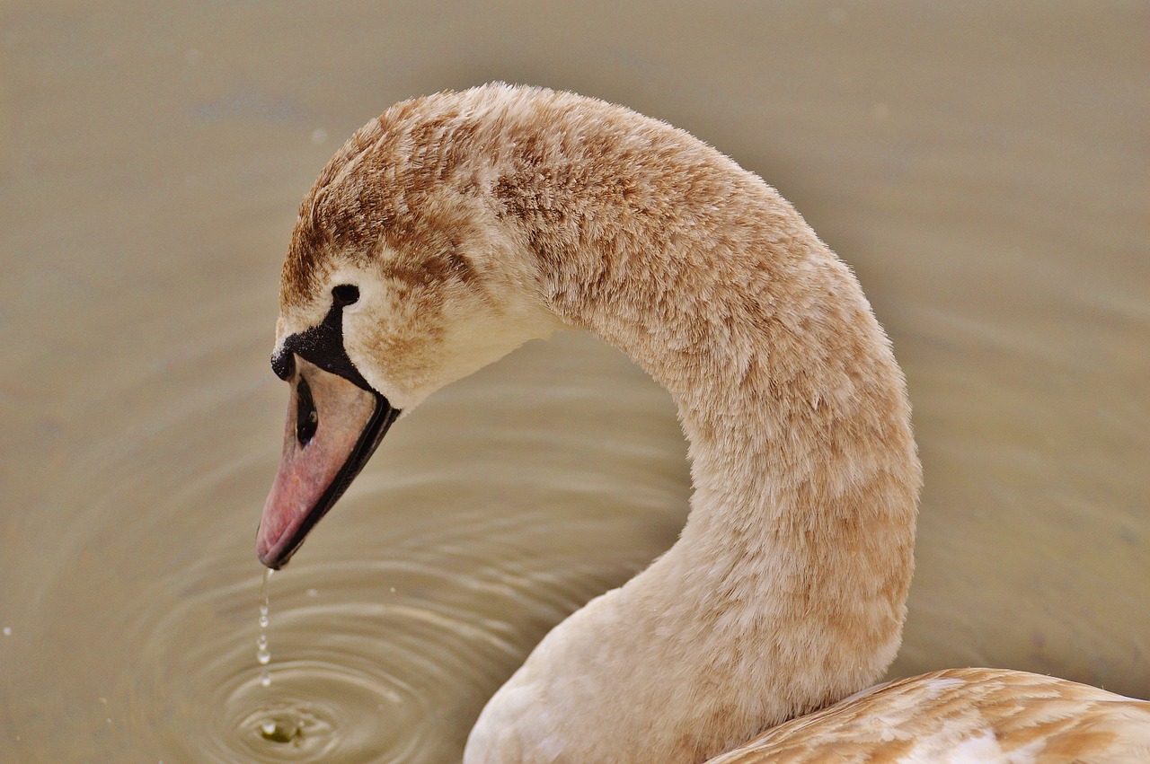 Gulbė, Vandens Paukštis, Gyvūnų Pasaulis, Pasididžiavimas, Paukštis, Vandens Paukščiai, Vanduo, Schwimmvogel, Gamta, Gyvūnas