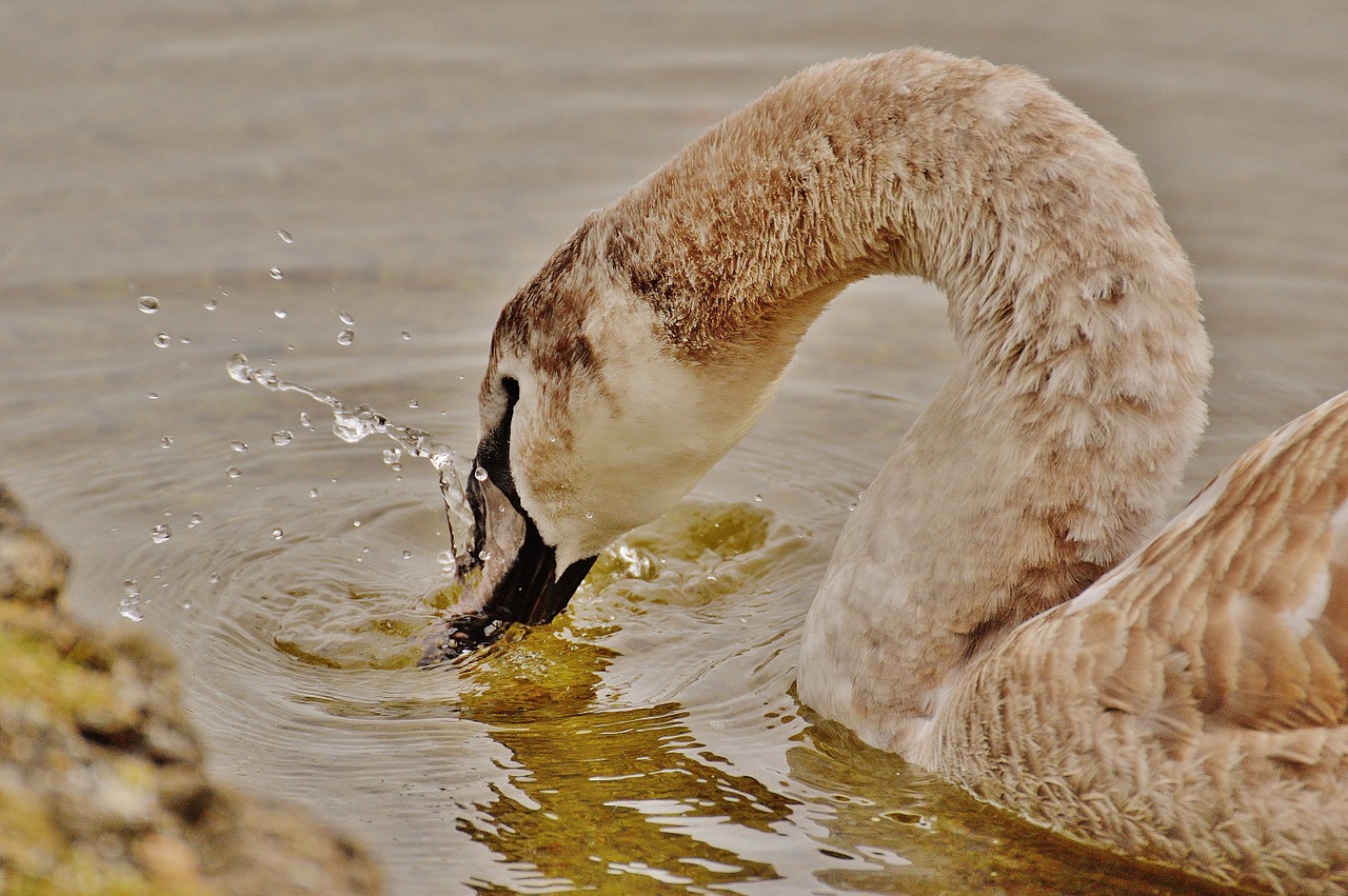 Gulbė, Vandens Paukštis, Gyvūnų Pasaulis, Pasididžiavimas, Paukštis, Vandens Paukščiai, Vanduo, Schwimmvogel, Gamta, Gyvūnas