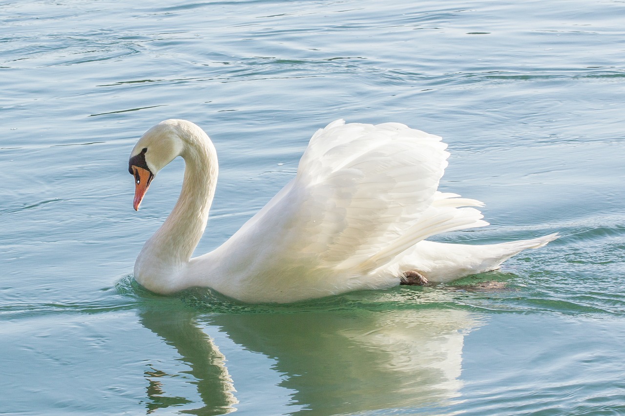 Gulbė, Gamta, Upė, Vandens Paukštis, Gyvūnų Pasaulis, Schwimmvogel, Nemokamos Nuotraukos,  Nemokama Licenzija