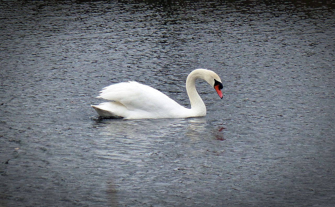 Gulbė, Vandens Paukštis, Gulbės, Gyvūnas, Paukštis, Gamta, Fauna, Gooseneck, Vandens Paukščiai, Nemokamos Nuotraukos