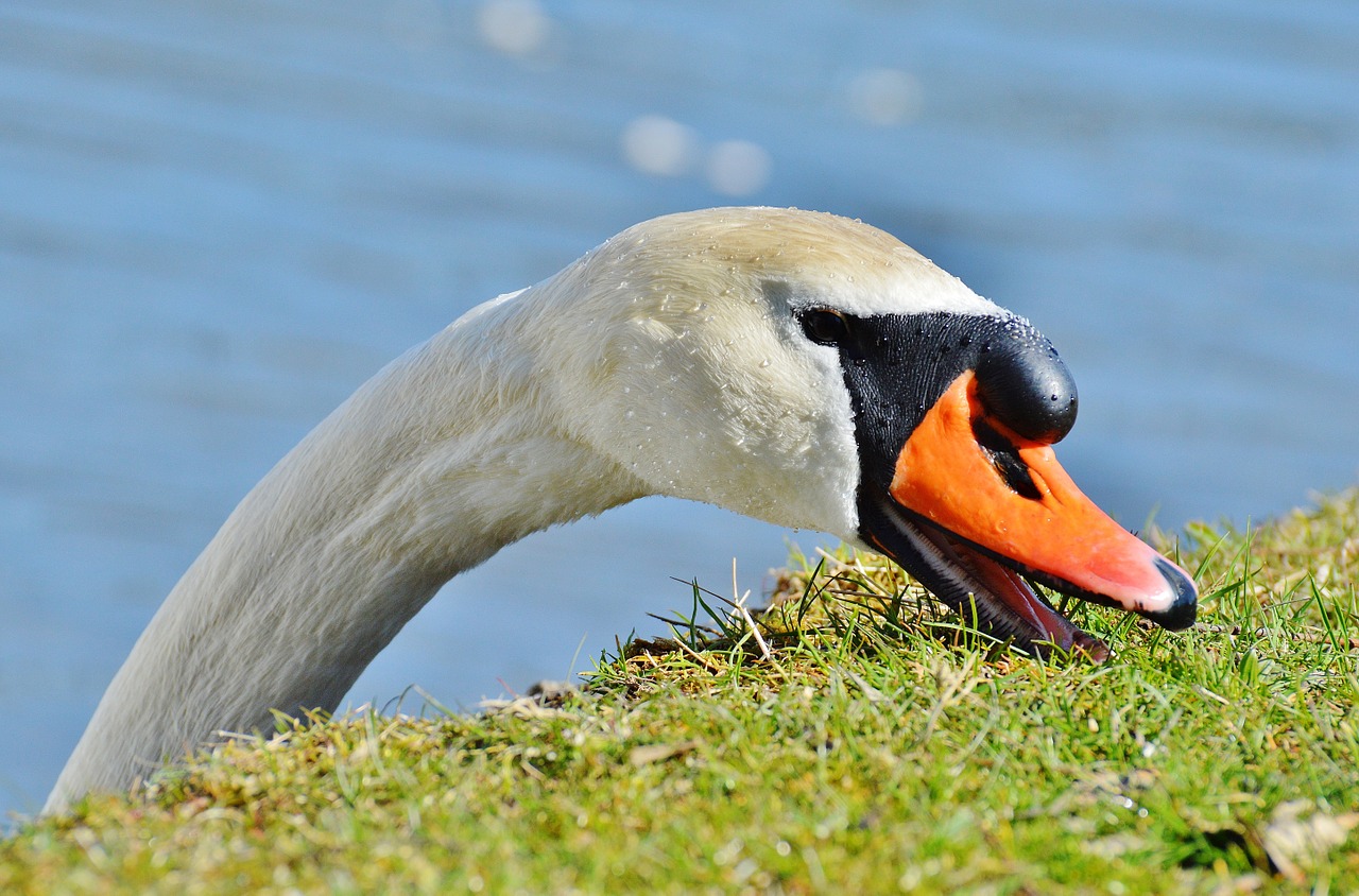 Gulbė, Vandens Paukštis, Gyvūnų Pasaulis, Pasididžiavimas, Paukštis, Vandens Paukščiai, Vanduo, Schwimmvogel, Gamta, Gyvūnas