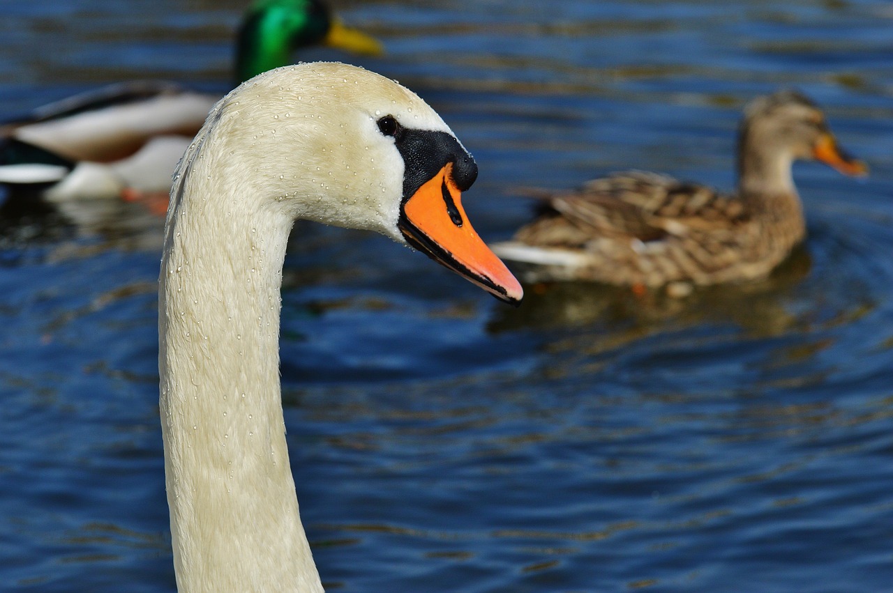 Gulbė, Vandens Paukštis, Gyvūnų Pasaulis, Pasididžiavimas, Paukštis, Vandens Paukščiai, Vanduo, Schwimmvogel, Gamta, Gyvūnas