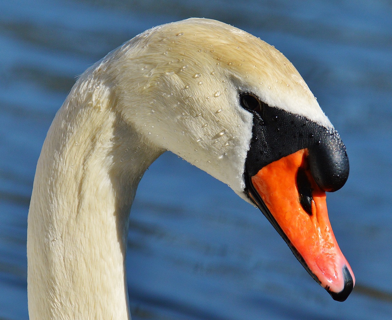 Gulbė, Vandens Paukštis, Gyvūnų Pasaulis, Pasididžiavimas, Paukštis, Vandens Paukščiai, Vanduo, Schwimmvogel, Gamta, Gyvūnas