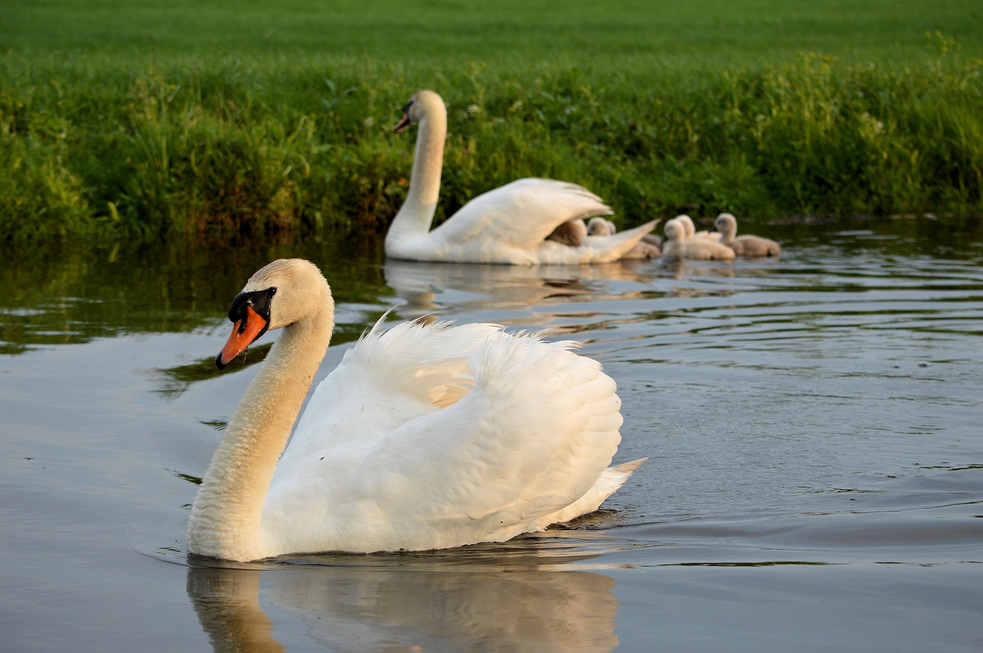 Gulbė,  Šeima,  Grupė,  Gamta,  Cygnet,  Paukštis,  Paukščiai,  Gulbė, Nemokamos Nuotraukos,  Nemokama Licenzija