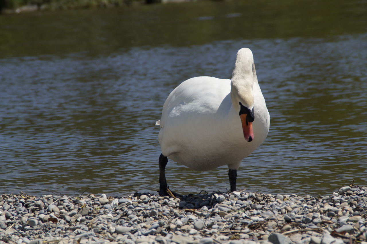 Gulbė, Balta, Bankas, Paukštis, Vanduo, Vandens Paukštis, Gyvūnas, Ežeras, Baltas Gulbis, Schwimmvogel