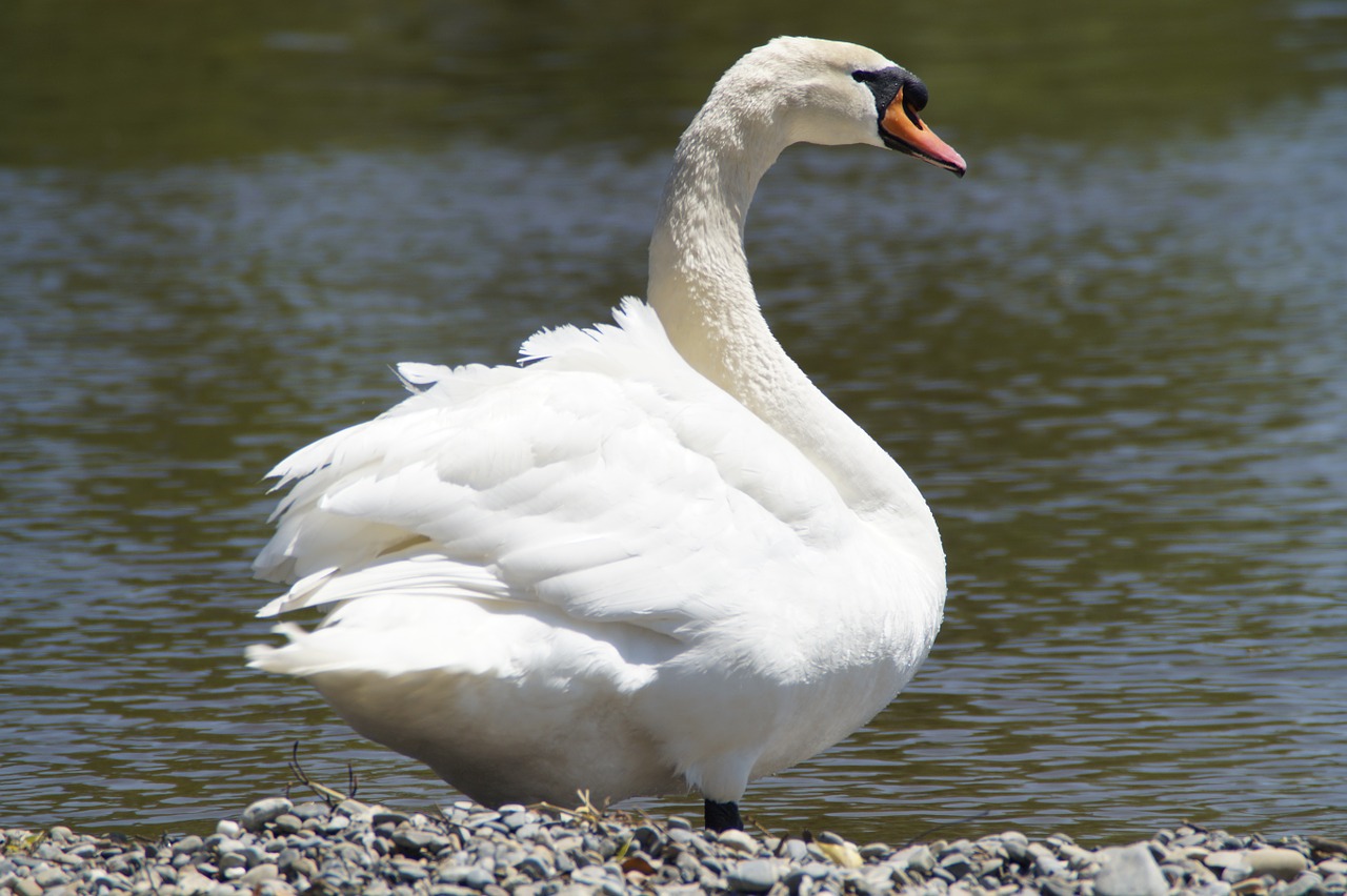 Gulbė, Balta, Bankas, Paukštis, Vanduo, Vandens Paukštis, Gyvūnas, Ežeras, Baltas Gulbis, Schwimmvogel