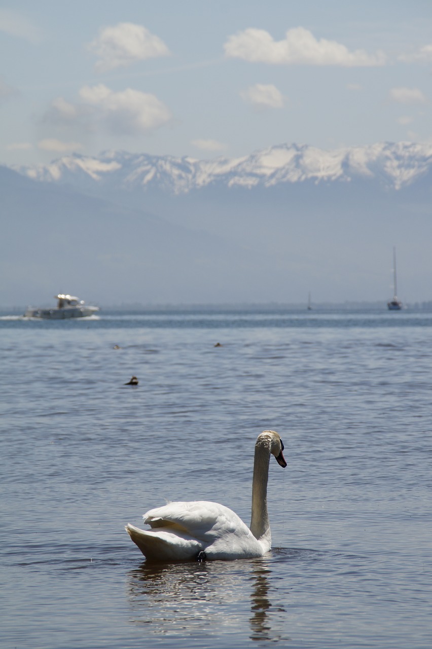 Gulbė, Balta, Bankas, Paukštis, Vanduo, Vandens Paukštis, Gyvūnas, Ežeras, Baltas Gulbis, Schwimmvogel