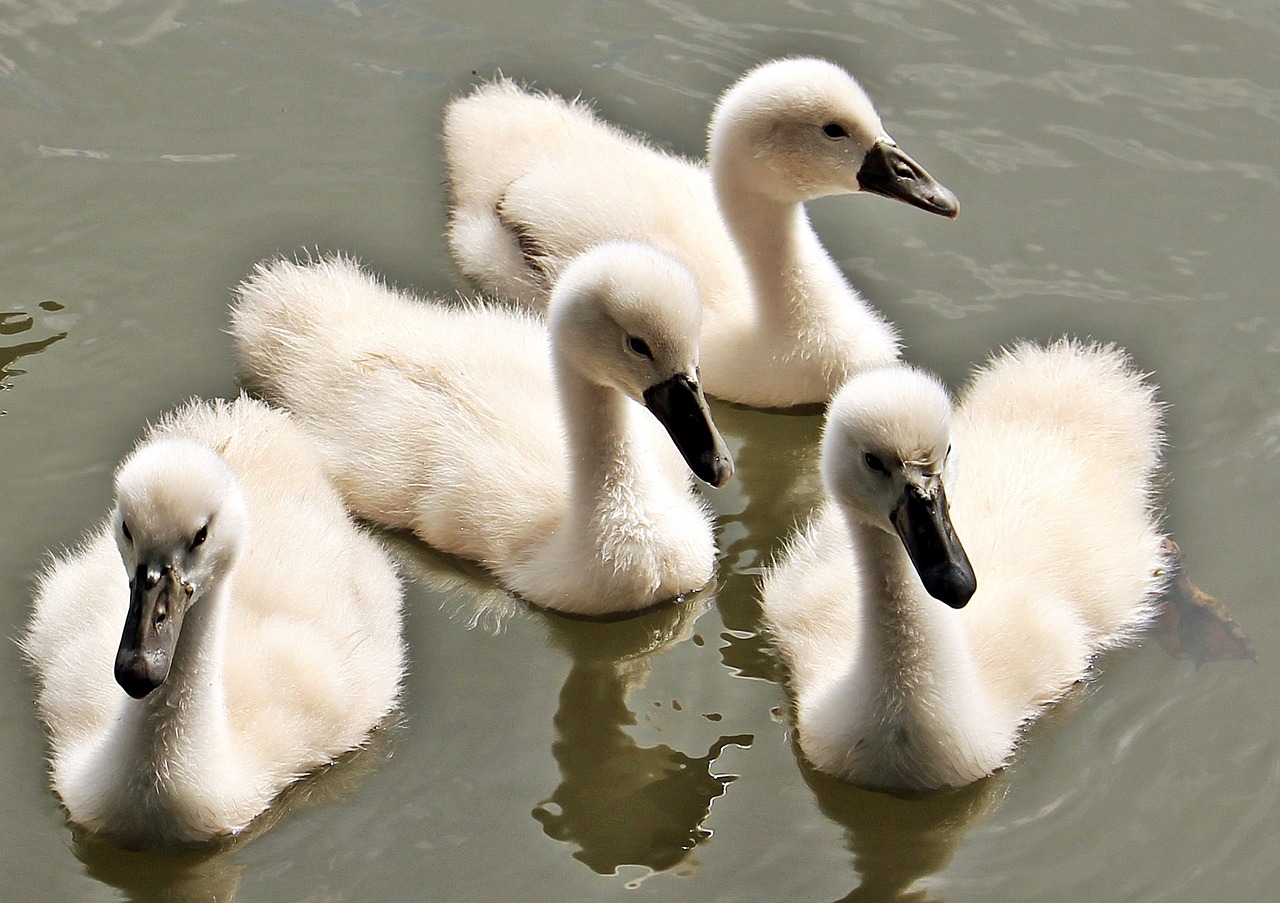 Gulbė, Kūdikių Gulbė, Kūdikių Gulbės, Vanduo, Vandens Paukštis, Mielas, Plumėjimas, Jaunasis Gulbis, Kūdikis, Cygnet