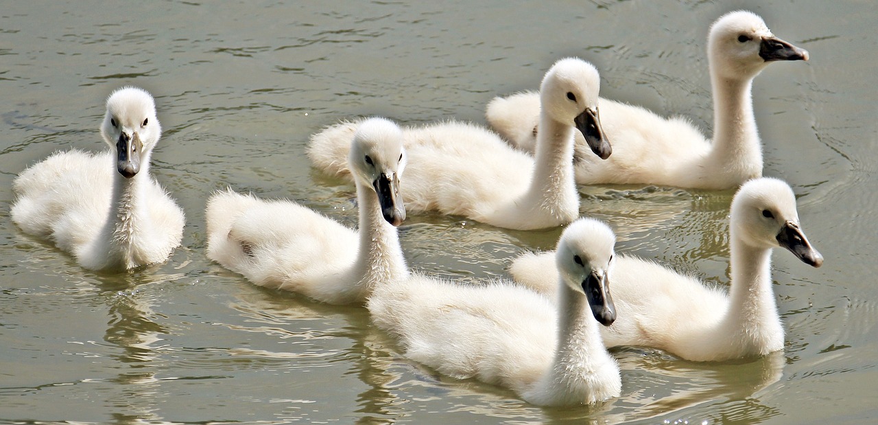 Gulbė, Kūdikių Gulbė, Kūdikių Gulbės, Vanduo, Vandens Paukštis, Mielas, Plumėjimas, Jaunasis Gulbis, Kūdikis, Cygnet