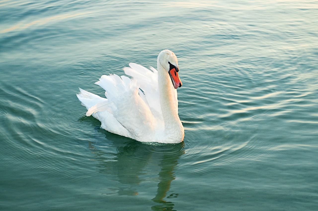 Gulbė, Vandens Paukštis, Gyvūnas, Pasididžiavimas, Gamta, Schwimmvogel, Vanduo, Fauna, Ežeras, Vandenys