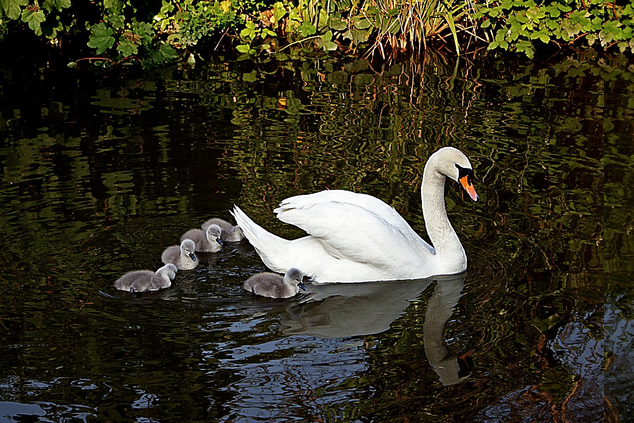 Gulbė, Paukštis, Cygnets, Kūdikis, Jaunas, Laukinė Gamta, Gamta, Šeima, Vanduo, Gyvūnas