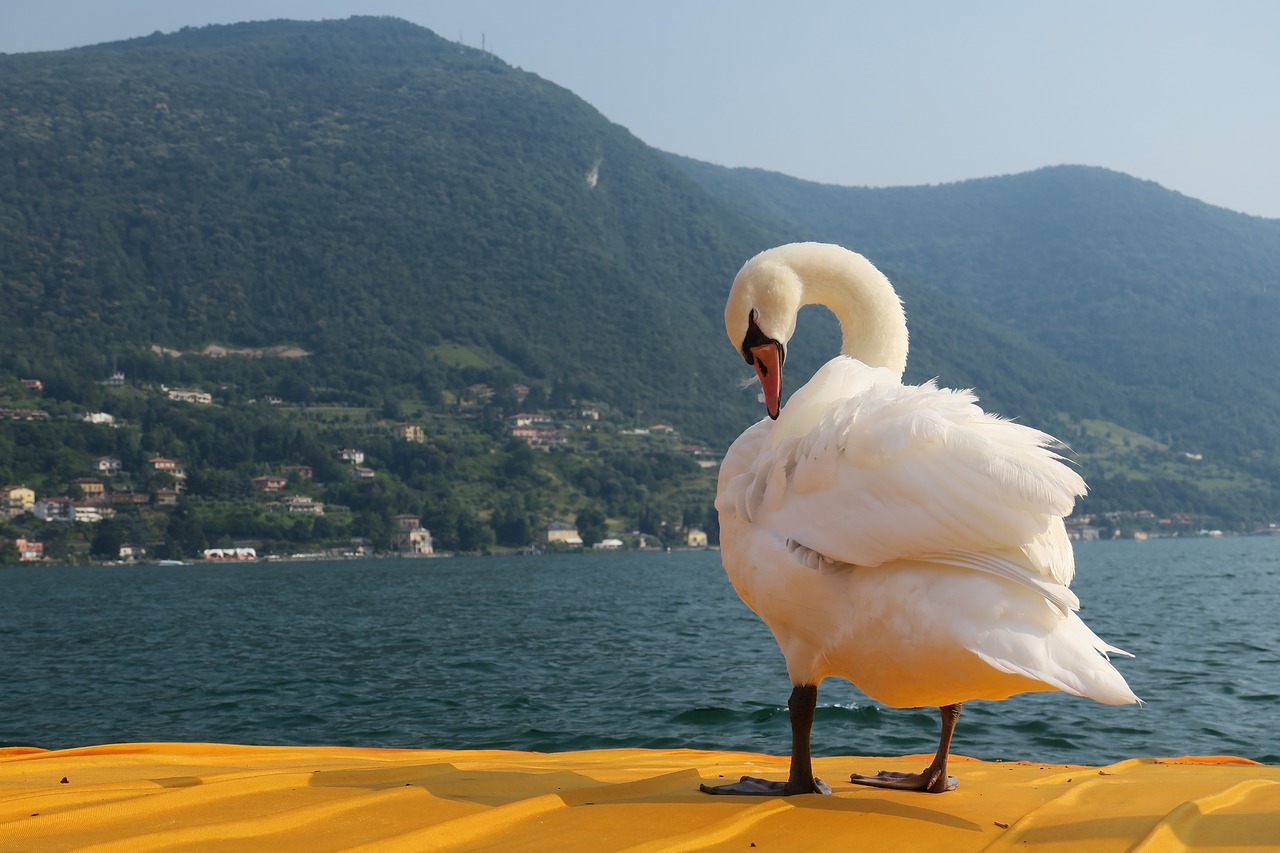 Gulbė, Nemokamas Plūduras, Ežeras Iseo, Ežeras, Christo, Italy, Lombardija, Brescia, Gamta, Vanduo