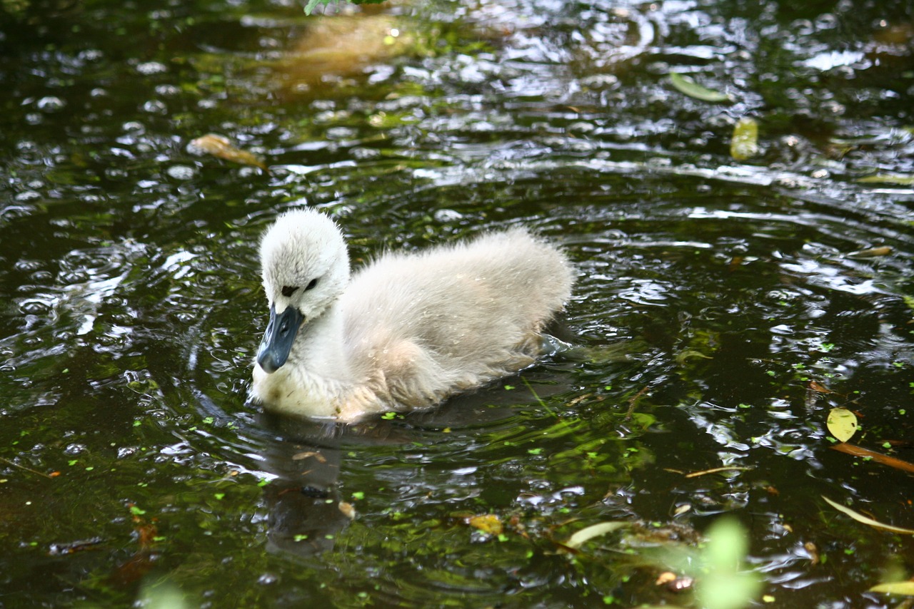 Gulbė, Bjaurusis Ančiukas, Jaunas, Ežeras, Gamta, Maudytis, Laukinė Gamta, Nemokamos Nuotraukos,  Nemokama Licenzija