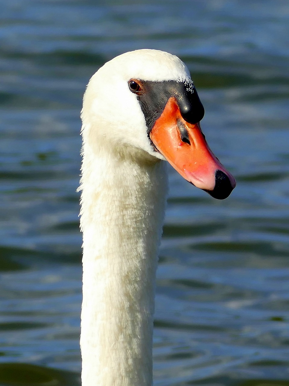 Gulbė, Gulbės Galvutė, Vandens Paukštis, Paukštis, Vaizdas, Gyvūnų Pasaulis, Uždaryti, Gamta, Gražus, Balta