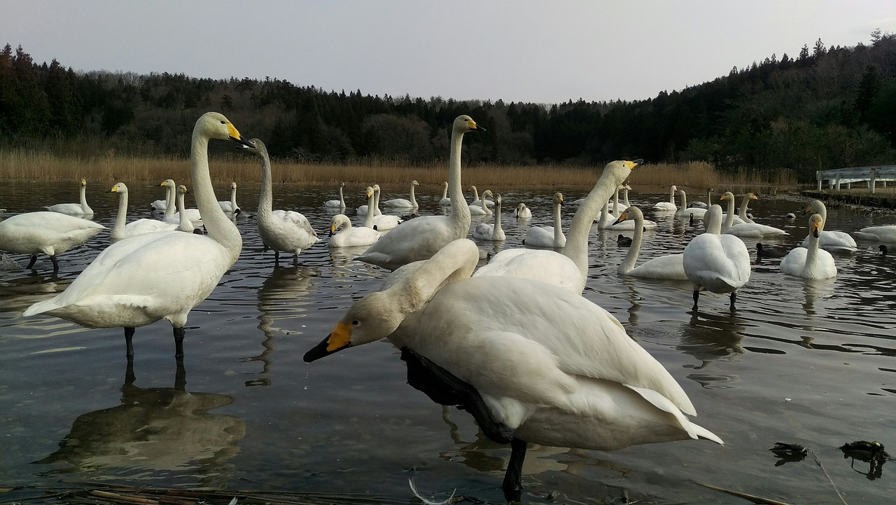 Gulbė, Laukiniai Paukščiai, Laukinis Gyvūnas, Natūralus, Žiemos Pasiuntinys, Nemokamos Nuotraukos,  Nemokama Licenzija