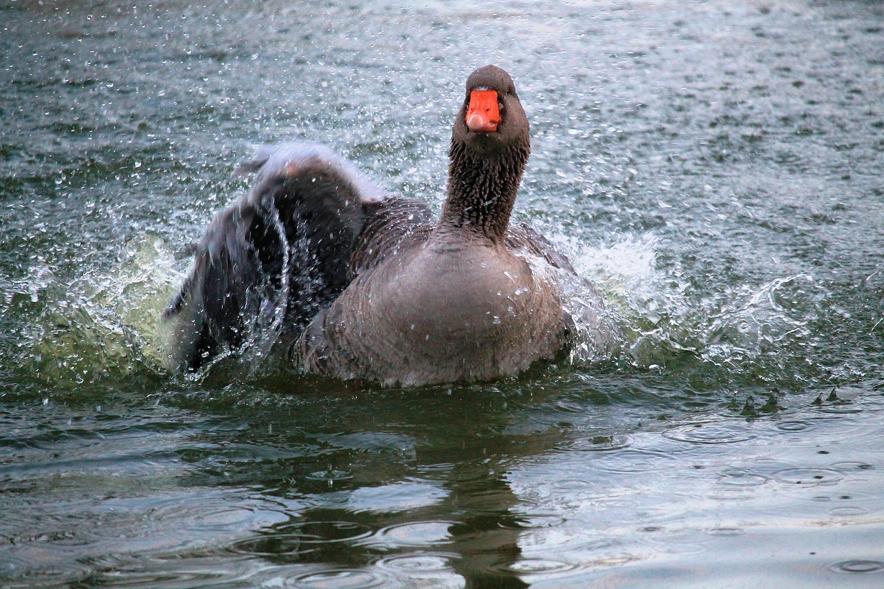 Žąsis, Žirniai, Preening, Vandens Paukštis, Vandenys, Gulbių Tvenkinys, Nemokamos Nuotraukos,  Nemokama Licenzija