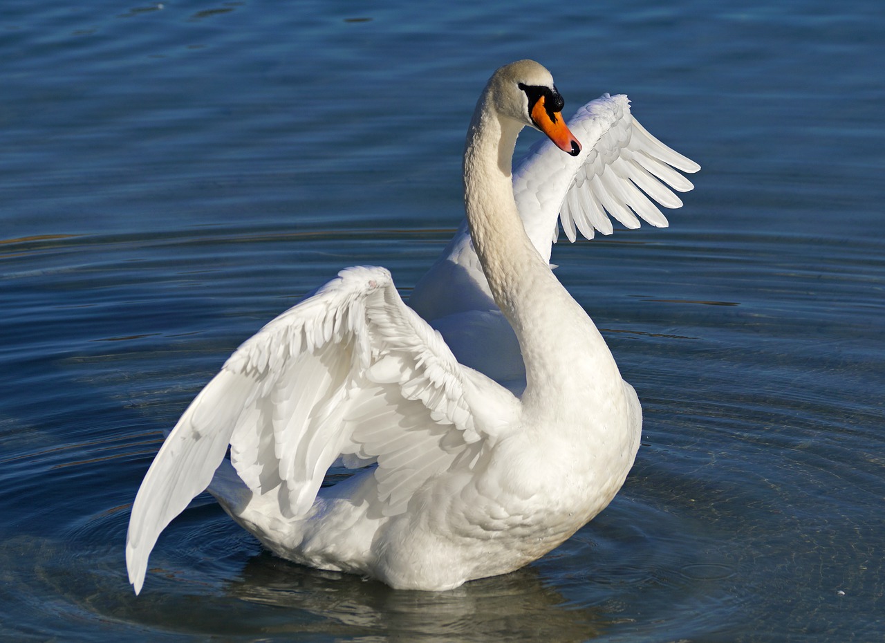 Gulbė, Balta, Vanduo, Paukštis, Baltas Gulbis, Vandens Paukštis, Ežeras, Plumėjimas, Schwimmvogel, Vandenys