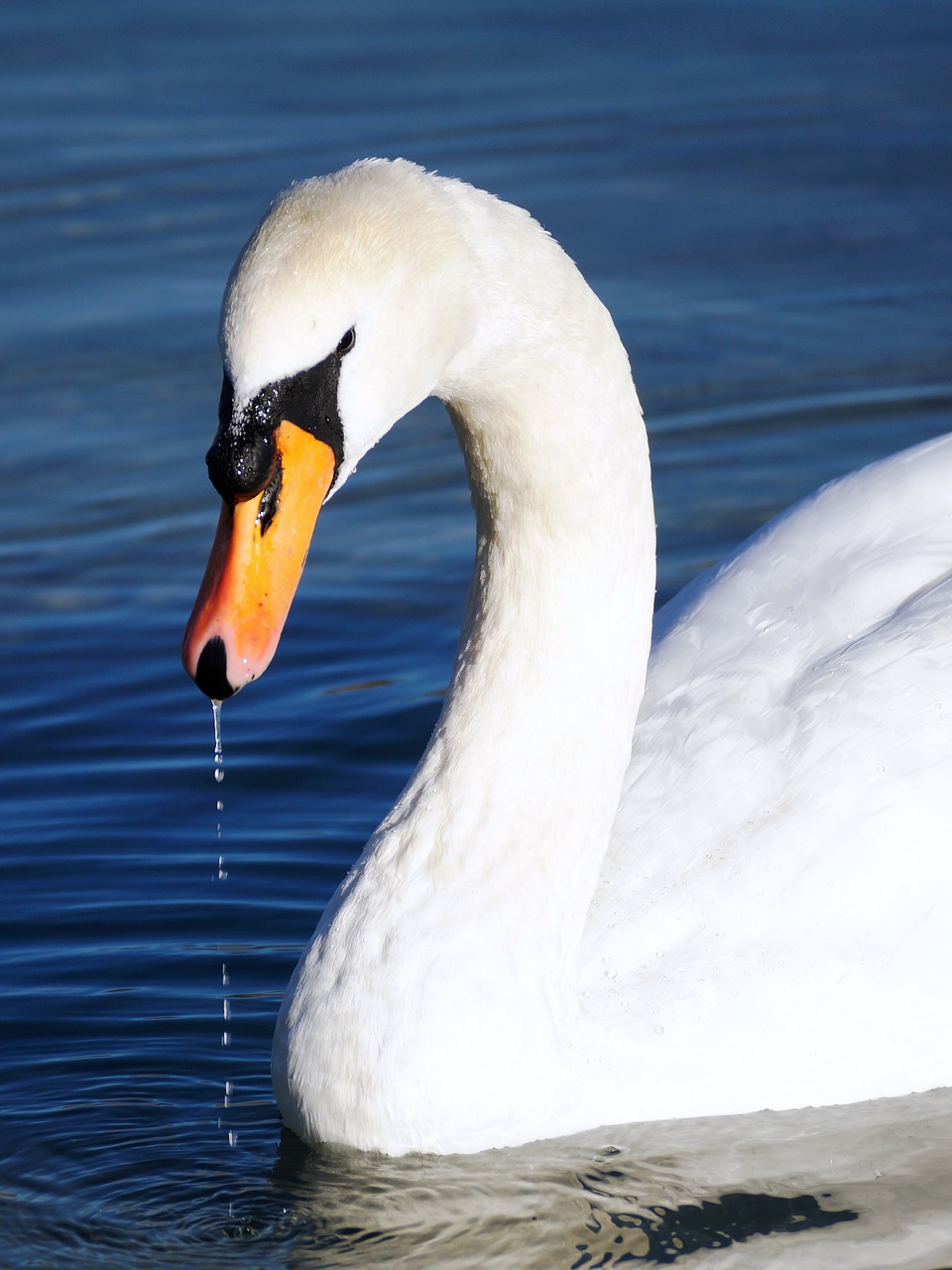 Gulbė, Balta, Vanduo, Paukštis, Baltas Gulbis, Ežeras, Vandens Paukštis, Gyvūnas, Plumėjimas, Schwimmvogel