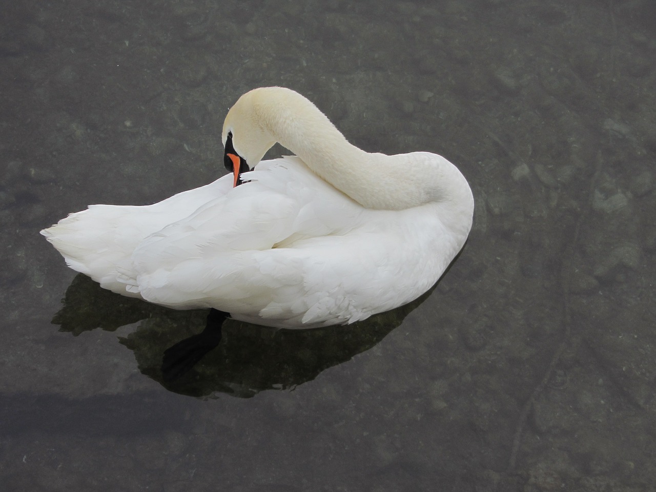 Gulbė, Išvalyti, Upė, Zurich, Šveicarija, Vandens Paukštis, Plaukti, Balta, Cygnini, Anatidae