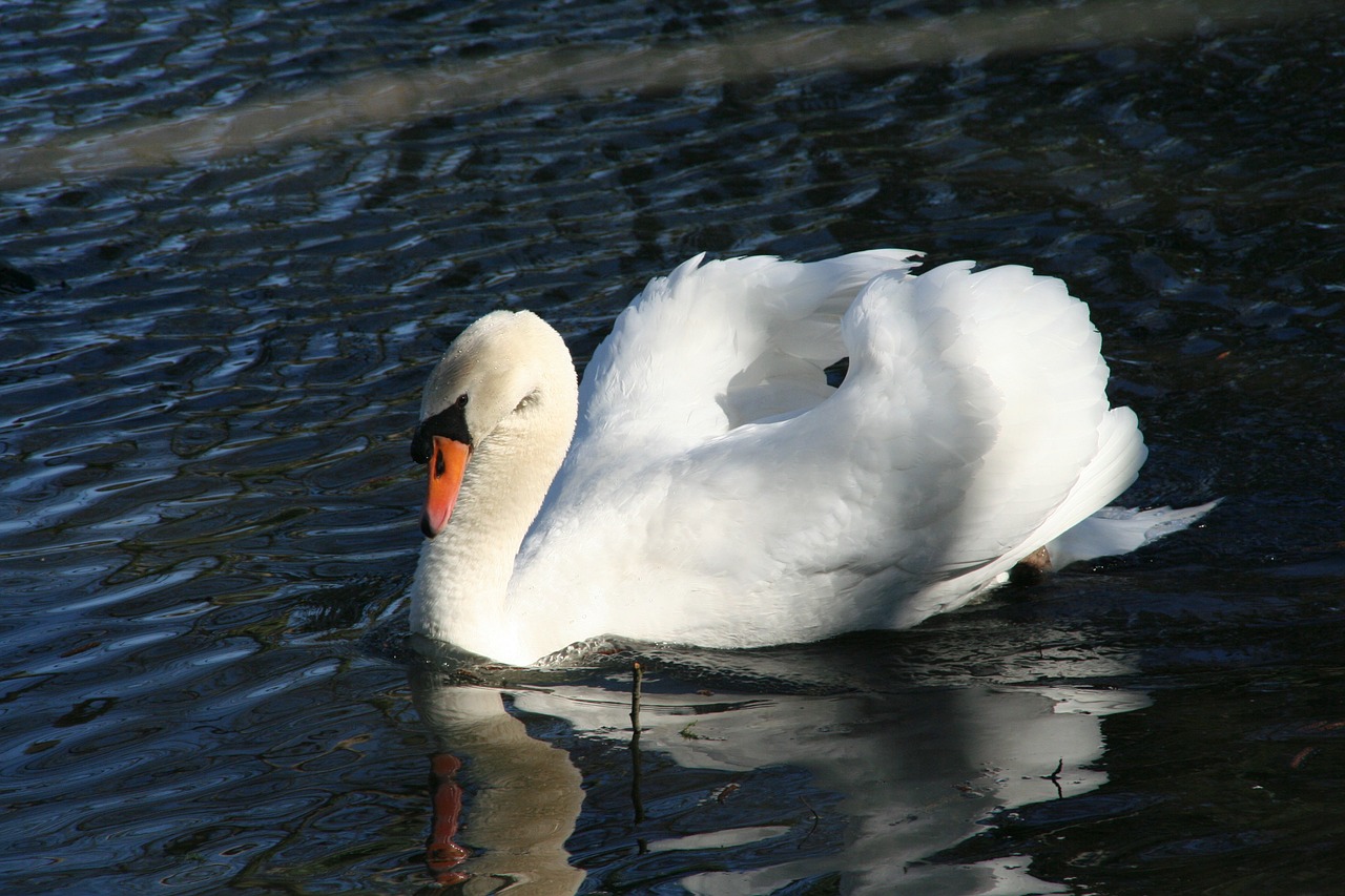 Gulbė, Romantika, Ežeras, Paukštis, Nutildyti Gulbė, Ančių Paukštis, Balta, Elegantiškas, Gyvūnas, Vandenys