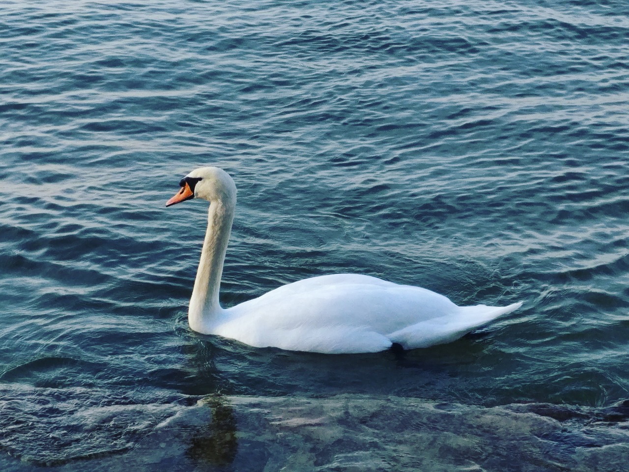 Gulbė, Balaton Ežeras, Vanduo, Ežeras, Nemokamos Nuotraukos,  Nemokama Licenzija