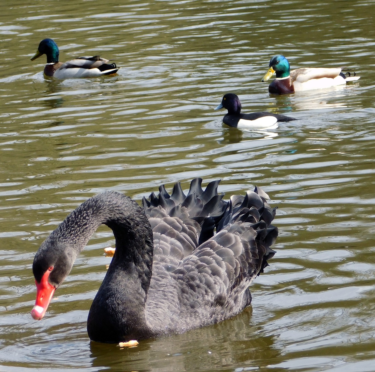 Gulbė, Juoda Gulbė, Antis, Vandens Paukščiai, Schwimmvogel, Ežeras, Tvenkinys, Vandens Baseinas, Vandenys, Vanduo