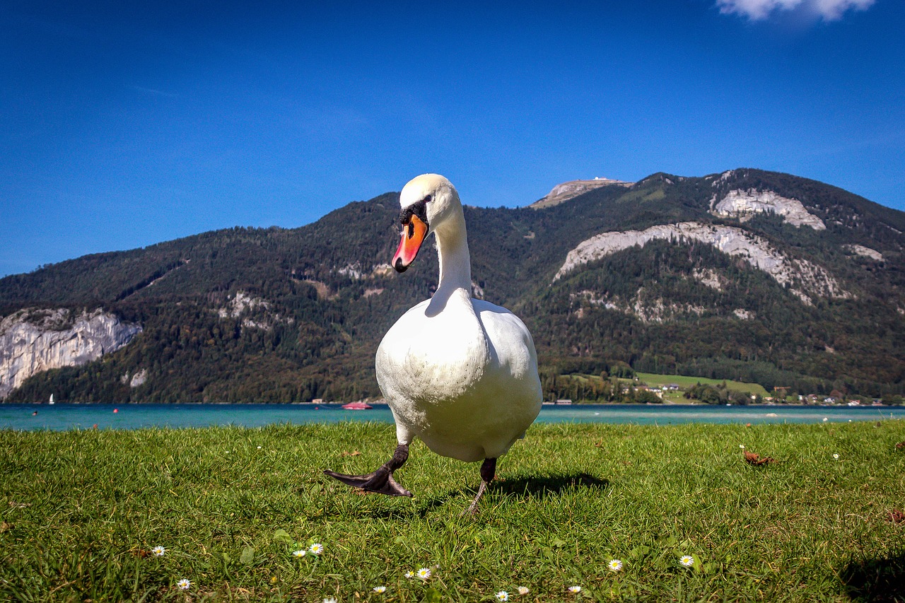 Gulbė, Gamta, Paukštis, Vandens Paukštis, Ežeras, Alpių, Salzkammergut, Ežeras Wolfgang, Baltas Gulbis, Schwimmvogel