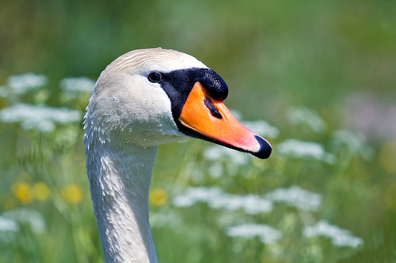 Gulbė, Laukinės Gamtos Fotografija, Vandens Paukštis, Paukštis, Gulbės, Schwimmvogel, Gyvūnų Pasaulis, Nemokamos Nuotraukos,  Nemokama Licenzija