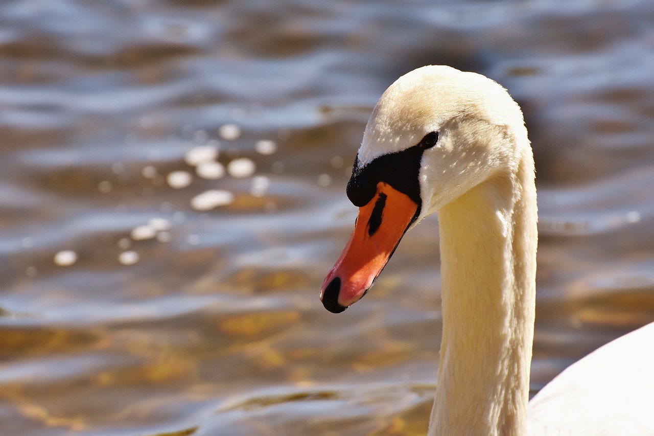 Gulbė, Vandens Paukštis, Gyvūnas, Pasididžiavimas, Gamta, Gyvūnų Pasaulis, Vanduo, Schwimmvogel, Paukštis, Nemokamos Nuotraukos