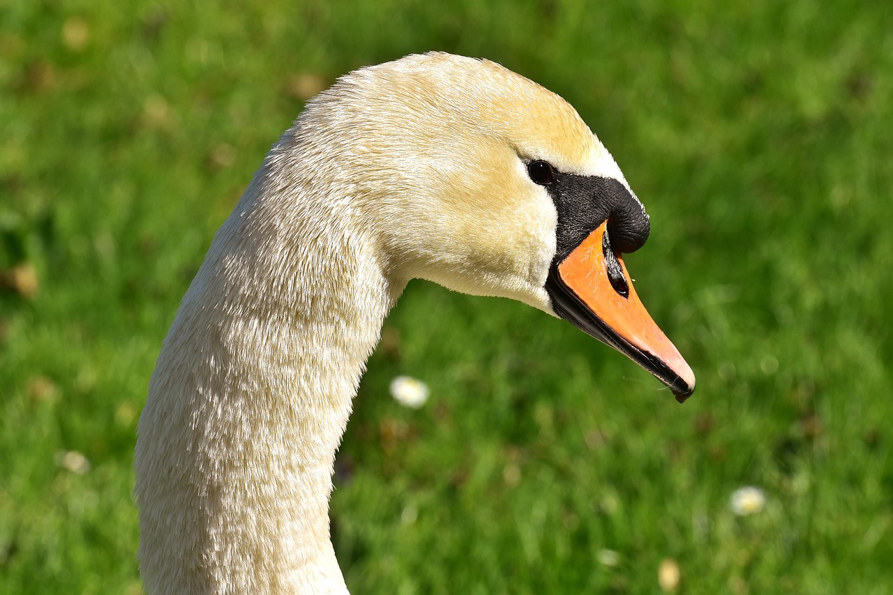 Gulbė, Vandens Paukštis, Plumėjimas, Portretas, Paukštis, Gamta, Gyvūnų Pasaulis, Vanduo, Schwimmvogel, Gyvūnas