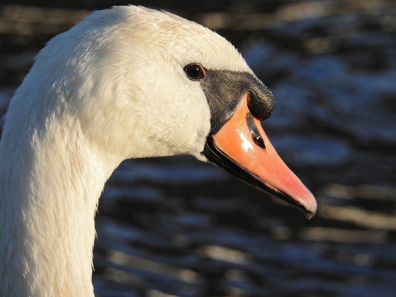 Gulbė, Paukščių Vandens Paukštis, Gyvūnas, Gamta, Vanduo, Vandenys, Pasididžiavimas, Schwimmvogel, Nemokamos Nuotraukos,  Nemokama Licenzija