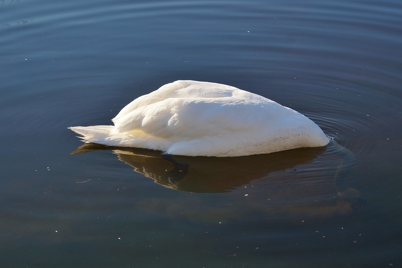 Gulbė, Paukštis, Vandens Paukštis, Gyvūnas, Balta, Schwimmvogel, Ežeras, Vanduo, Maitinimas, Nemokamos Nuotraukos