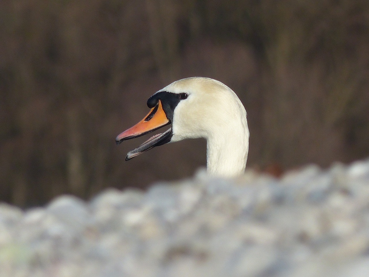 Gulbė, Uždaryti, Paukštis, Vandens Paukštis, Sąskaitą, Elegantiškas, Balta, Galva, Plumėjimas, Nemokamos Nuotraukos