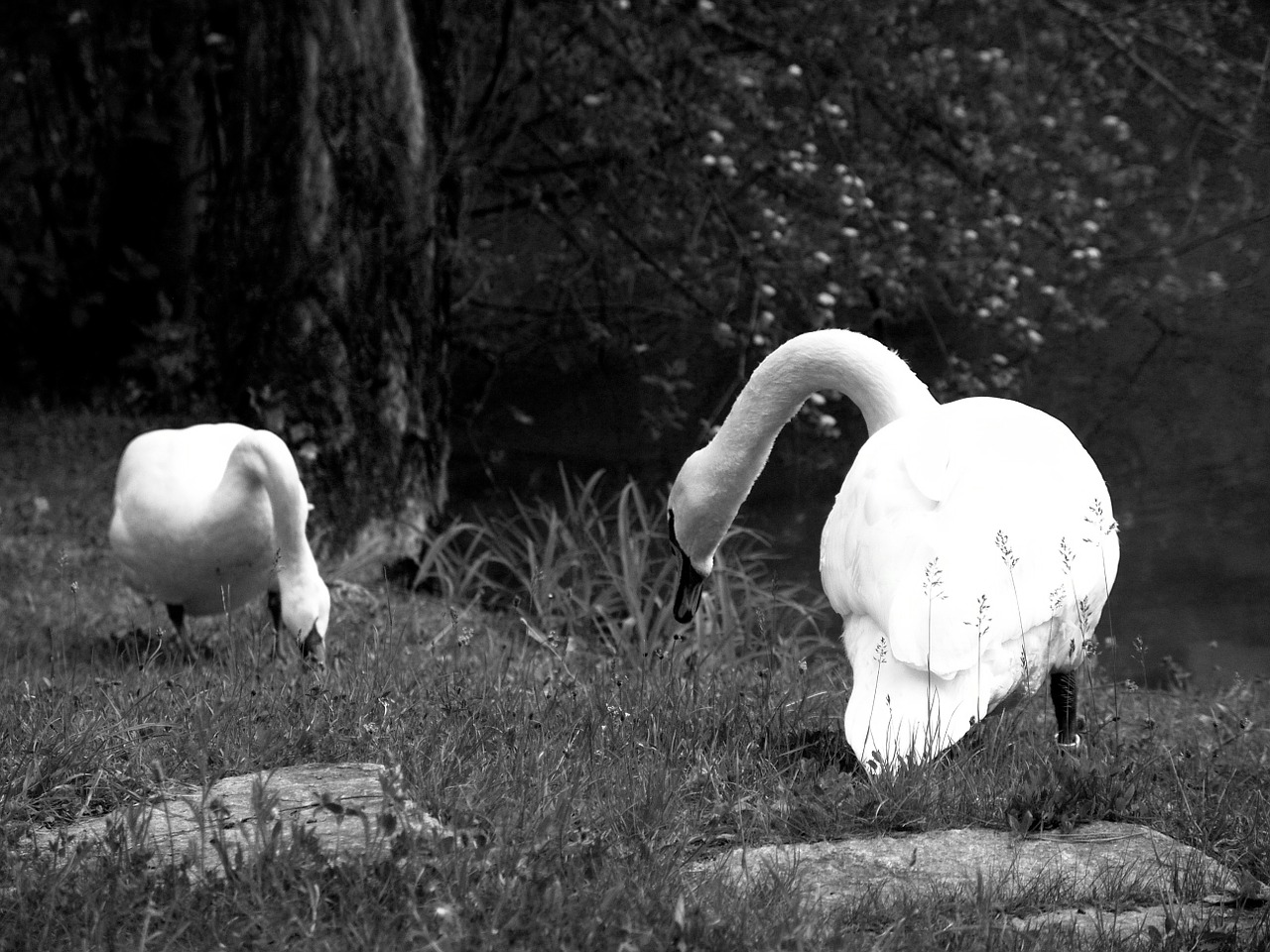 Gulbė, Naminiai Paukščiai, Gulbės, Gyvūnas, Vandens Paukštis, Ančių Paukštis, Gooseneck, Fauna, Gyvūnų Pasaulis, Nemokamos Nuotraukos