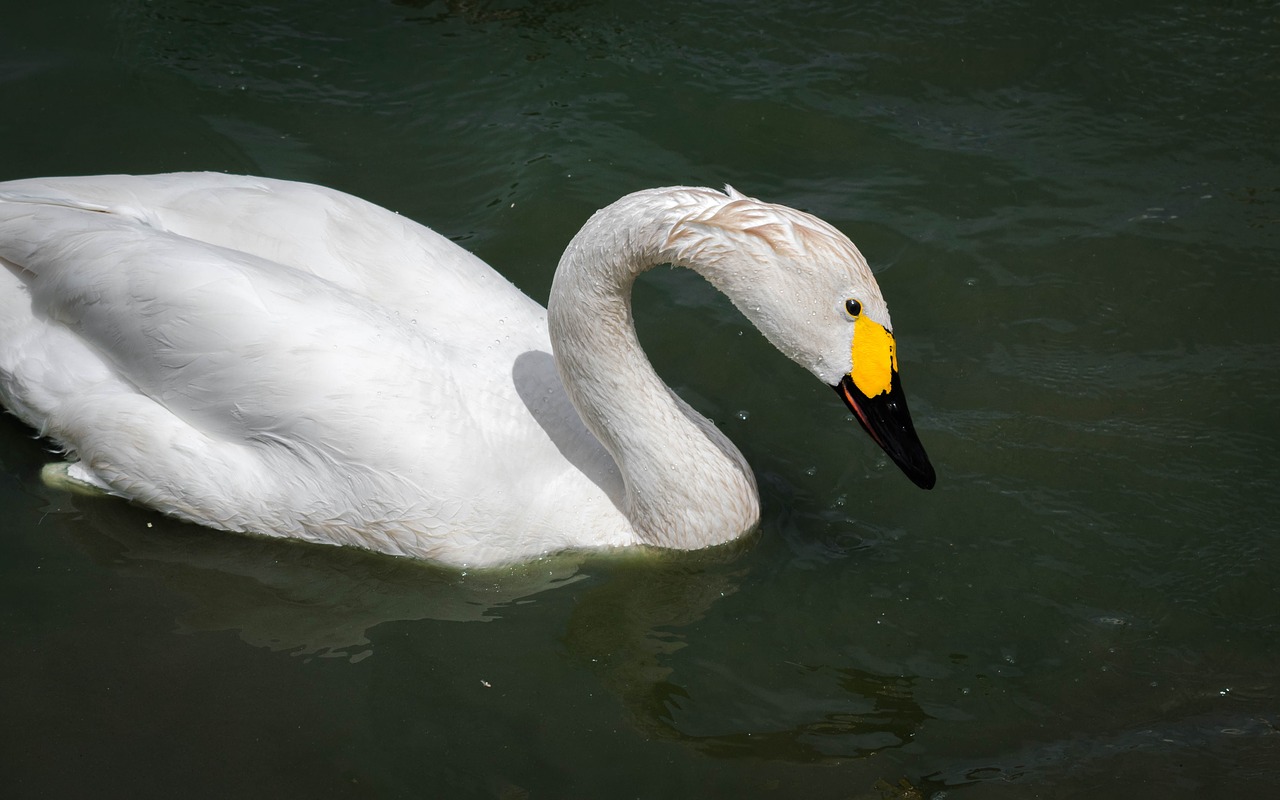 Gulbė, Bewick, Paukštis, Vanduo, Cygnus, Laukiniai Paukščiai, Bewickii, Anglija, Britanija, Pelkė