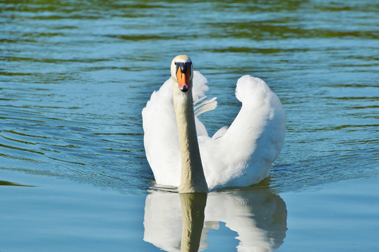 Gulbė, Paukštis, Vandens Paukštis, Gyvūnas, Balta, Schwimmvogel, Ežeras, Vanduo, Tvenkinys, Nemokamos Nuotraukos