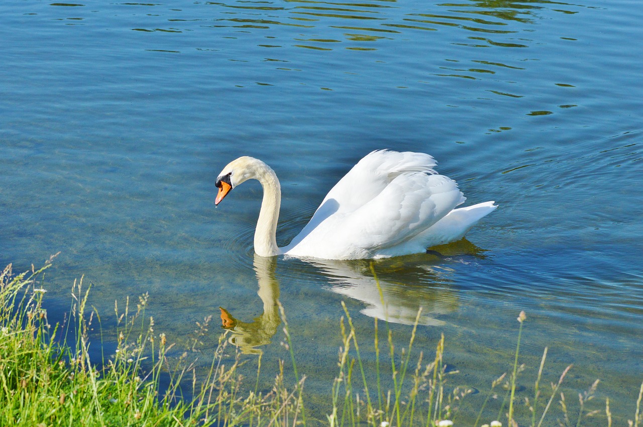 Gulbė, Paukštis, Vandens Paukštis, Gyvūnas, Balta, Schwimmvogel, Ežeras, Vanduo, Tvenkinys, Nemokamos Nuotraukos