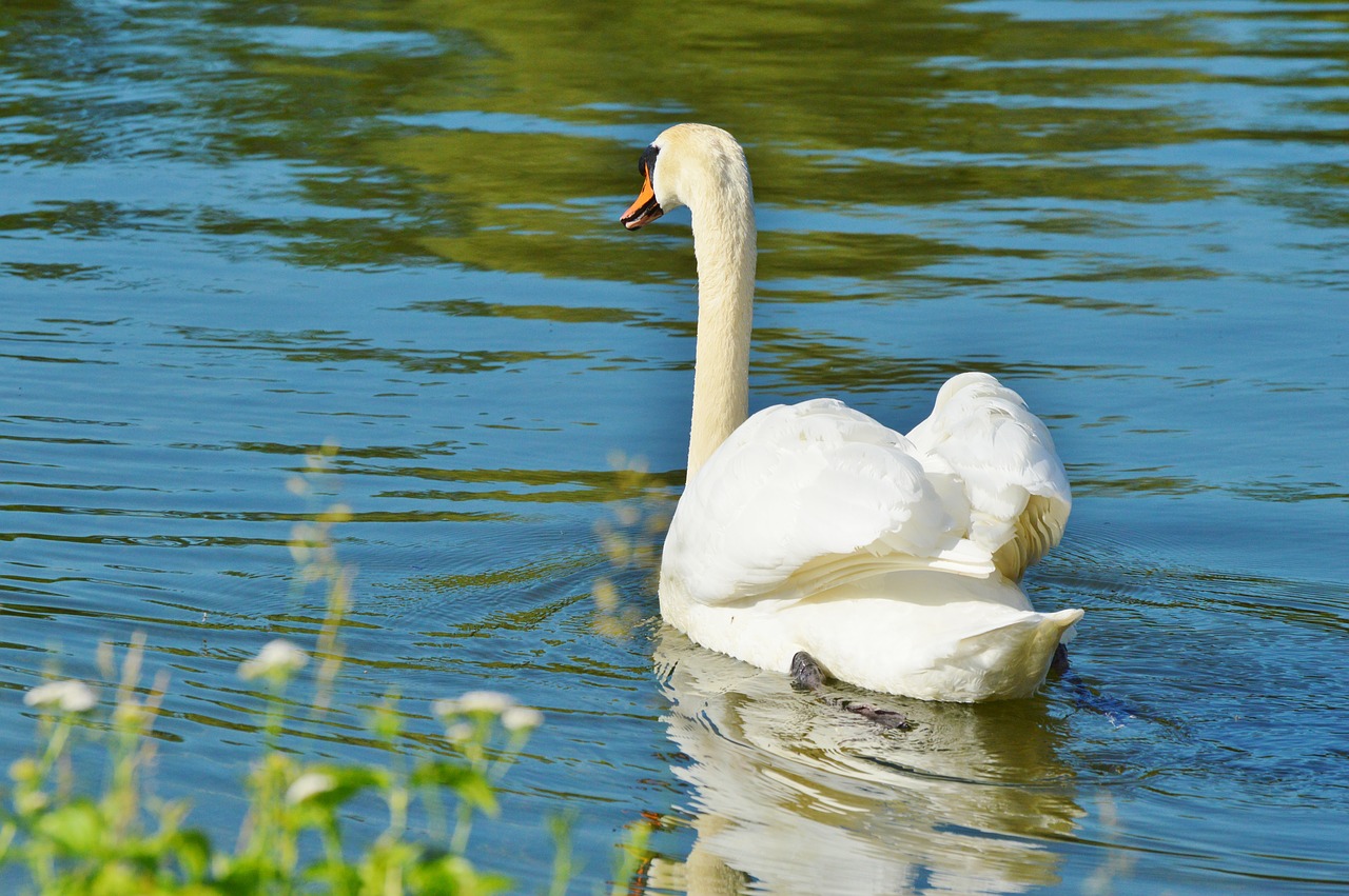 Gulbė, Paukštis, Vandens Paukštis, Gyvūnas, Balta, Schwimmvogel, Ežeras, Vanduo, Tvenkinys, Nemokamos Nuotraukos