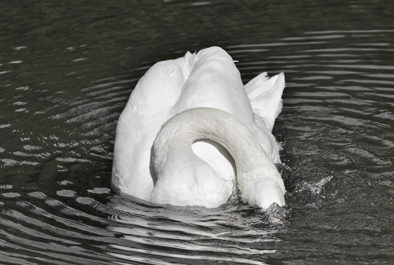 Gulbė, Paukštis, Vandens Paukštis, Gyvūnas, Balta, Schwimmvogel, Ežeras, Vanduo, Tvenkinys, Juoda Ir Balta