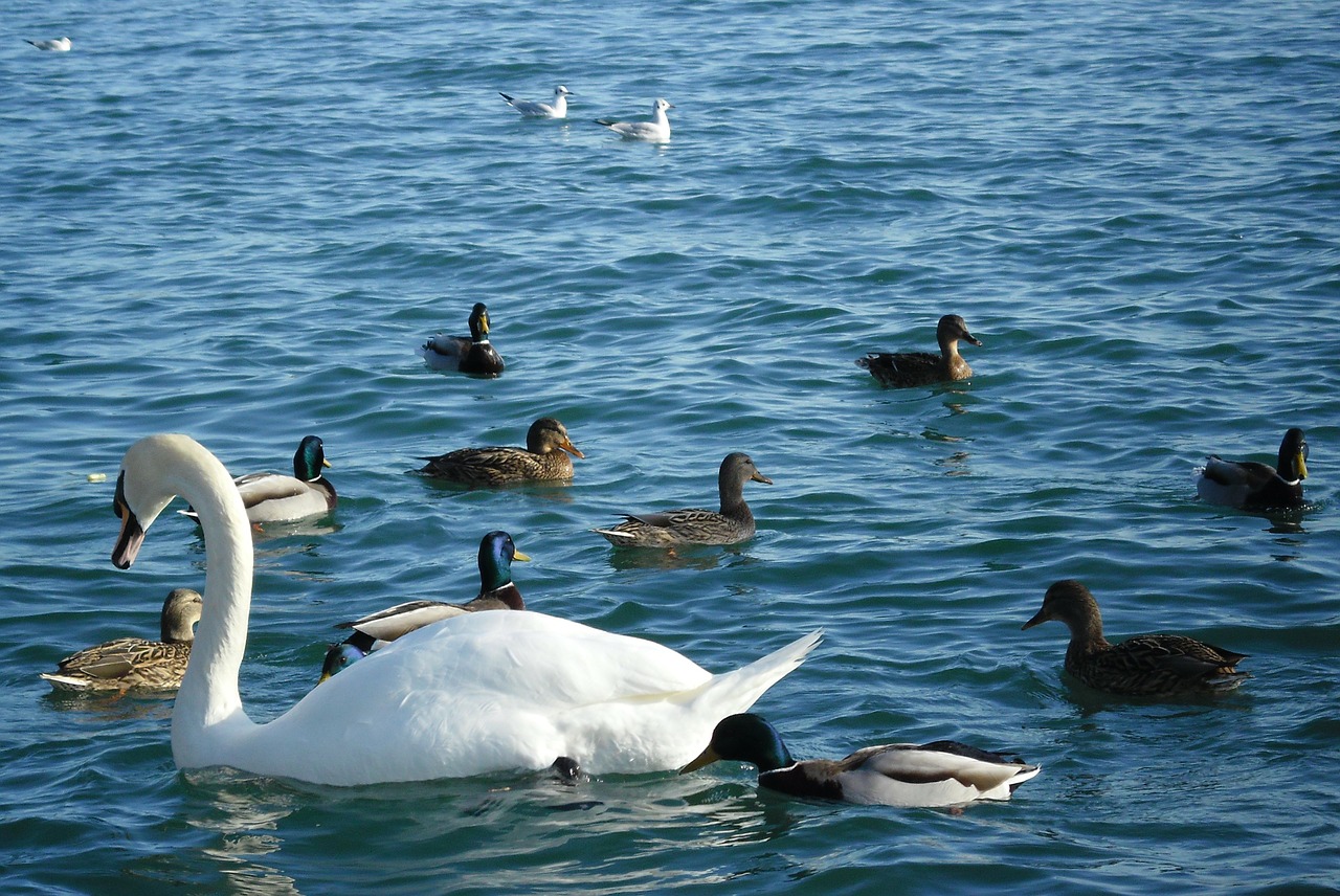 Gulbė, Antis, Paukščiai, Kranto, Balaton Ežeras, Balatonfüred, Gamta, Vanduo, Mėlynas, Nemokamos Nuotraukos