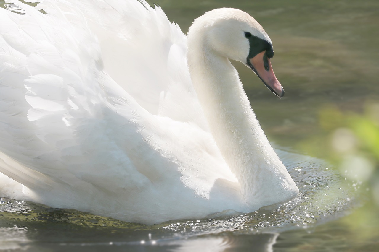 Gulbė, Ežeras, Vandens Paukštis, Plumėjimas, Gyvūnas, Vandenys, Gyvūnų Pasaulis, Laukinės Gamtos Fotografija, Schwimmvogel, Tvenkinys