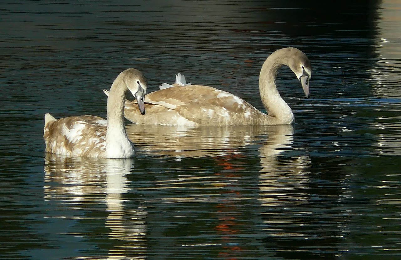 Gulbė, Gulbės, Gyvūnas, Fauna, Vanduo, Vandenys, Spindesys, Vandens Paukštis, Gyvūnų Pasaulis, Ežeras